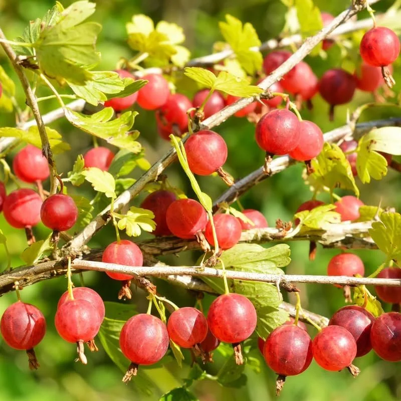 Red Gooseberry Live Plant - 5-9 Inch Height, Fruit Bush for Garden - Image 2