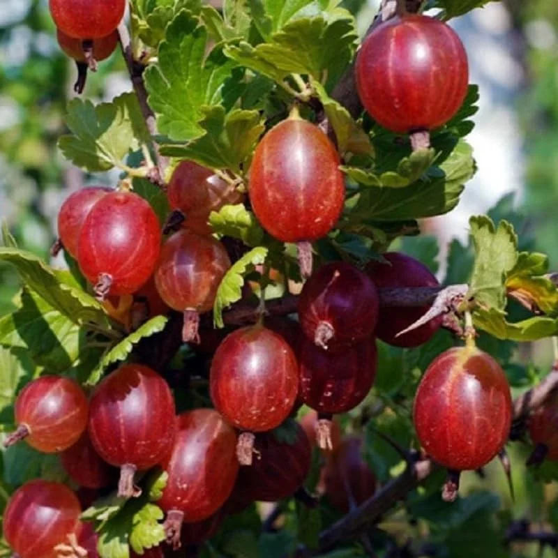 Red Gooseberry Live Plant - 5-9 Inch Height, Fruit Bush for Garden - Image 1