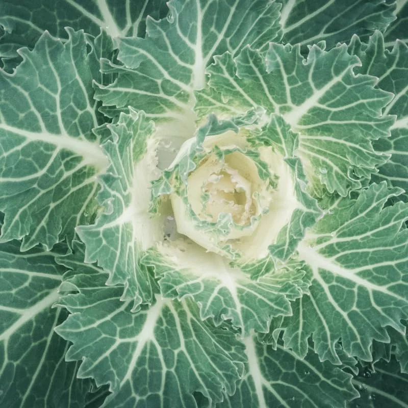 Red Ornamental Cabbage Live Plant - 4 Inch Pot, Colorful Outdoor Garden Plant - Image 2