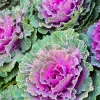 Red Ornamental Cabbage Live Plant - 4 Inch Pot, Colorful Outdoor Garden Plant - Image 1