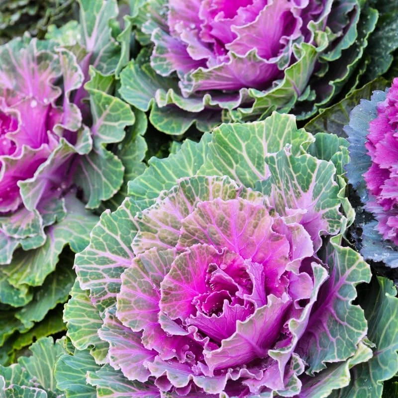 Red Ornamental Cabbage Live Plant - 4 Inch Pot, Colorful Outdoor Garden Plant - Image 1