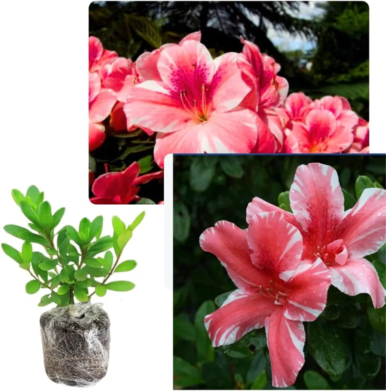 Red-Pink Azalea Live Plant - Cold Hardy, Reblooming Flowering Shrub for Outdoors - Image 3