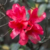 Red-Pink Azalea Live Plant – Cold Hardy Reblooming Flowering Shrub for Outdoors - Image 1