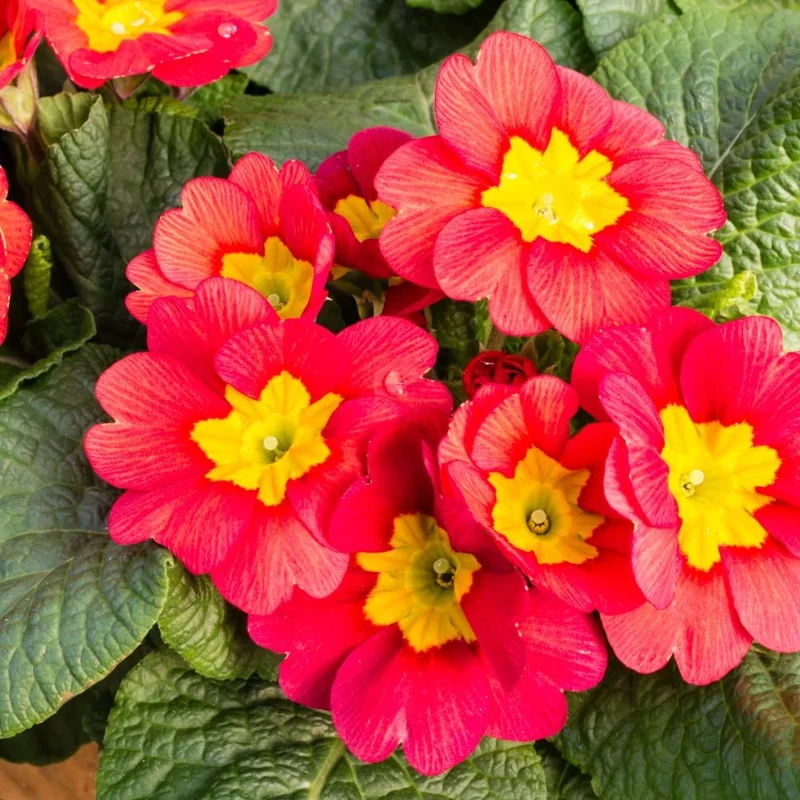 Red Primrose Live Plant - 4-6 Inch Tall Perennial Flowering Plant for Outdoor - Image 2