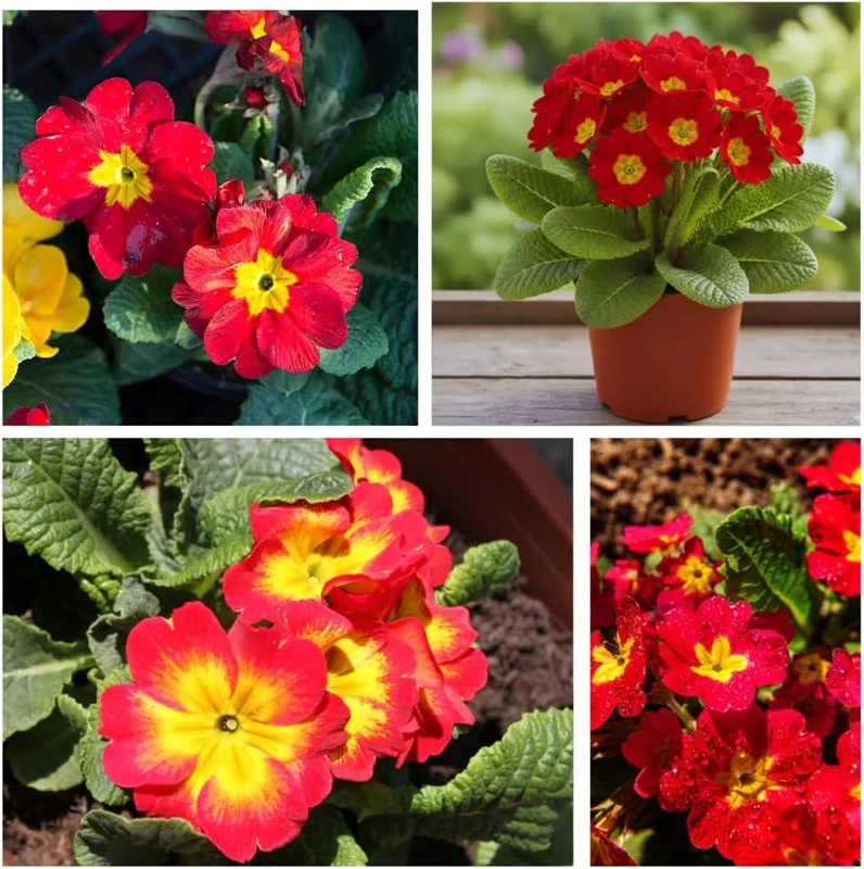 Red Primrose Live Plant - 4-6 Inch Tall Perennial Flowering Plant for Outdoor - Image 1
