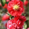 Red Quince Flowering Plant Shrub - Outdoor, 5-7 Inch Tall - Chaenomeles Speciosa - Image 1