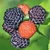 Red Raspberry Live Plant – Sweet Raspberry Bush – 6-12 Inch Tall – Outdoor - Image 1