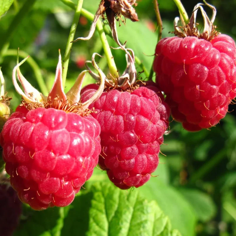 Red Raspberry Live Plant – Sweet Raspberry Bush – 6-12 Inch Tall – Outdoor - Image 2