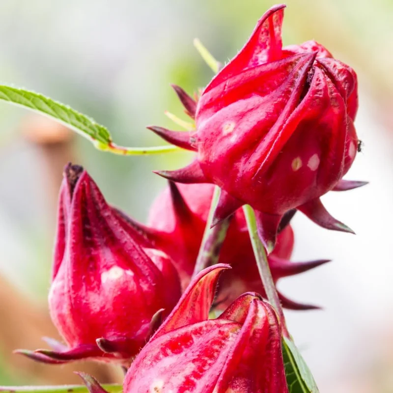 Red Roselle Hibiscus Live Plant 4 Inch Pot - Edible Sabdariffa Plant, 4-6" Tall - Image 2