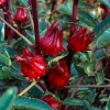 Red Roselle Hibiscus Live Plant 4 Inch Pot - Edible Sabdariffa Plant, 4-6" Tall - Image 1