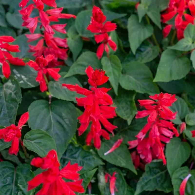 Red Salvia Live Plants, Set of 4, 4-inch Pot, Perennial Flowers, Outdoor - Image 2