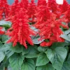 Red Salvia Live Plants, Set of 4, 4-inch Pot, Perennial Flowers, Outdoor - Image 1