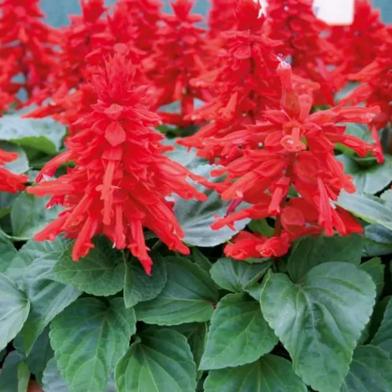 Red Salvia Live Plants, Set of 4, 4-inch Pot, Perennial Flowers, Outdoor - Image 1