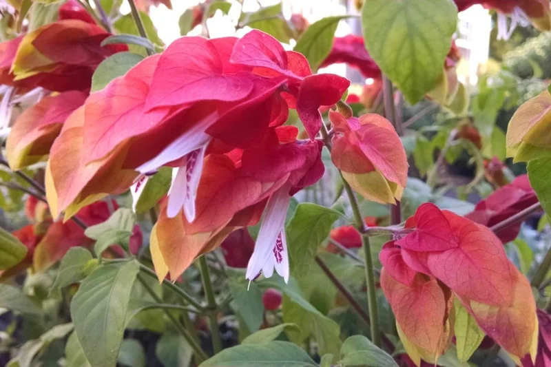 Red Shrimp Plants Live - 4 Pack, 5-7 Inch Tall, Well Rooted Justicia brandegeeana Outdoor Flowering Shrub - Image 3