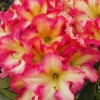 Rhododendron Azalea Live Plant Bush, 1-2 ft Tall, 1 Gallon Pot, Creamy White Yellow Pink Flowers, Outdoor Shrub - Image 1
