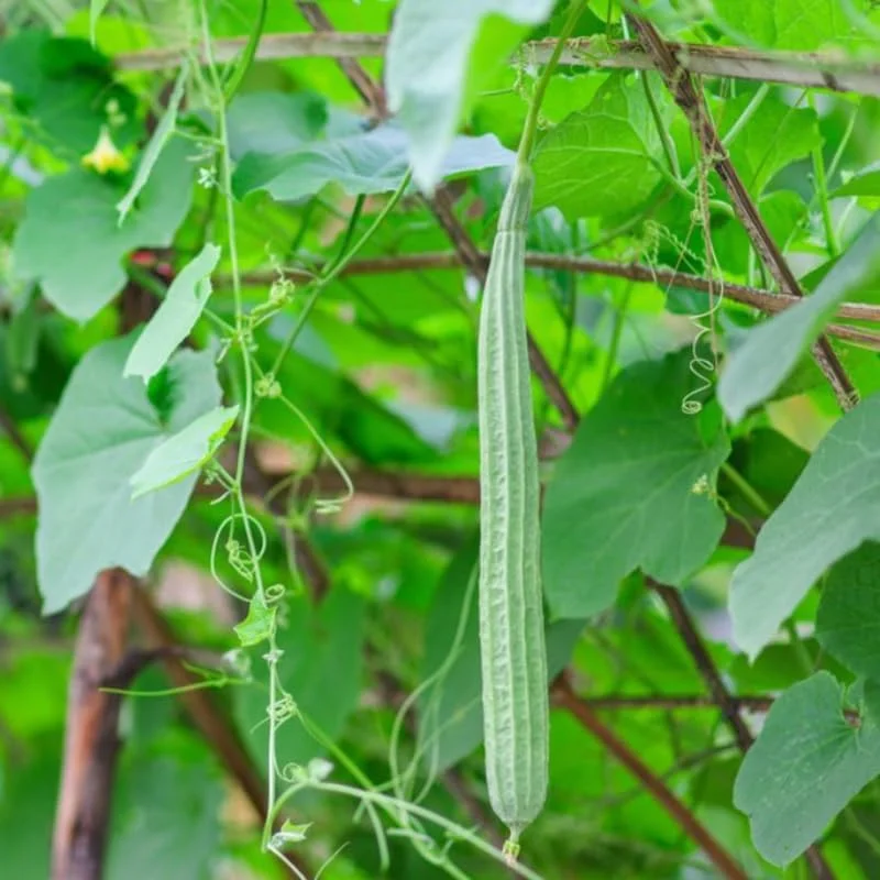 Ridge Luffa Live Plant - 4-8 Inch Tall Gourd Loofah Seedling in 4 Inch Pot for Outdoor Garden - Image 2