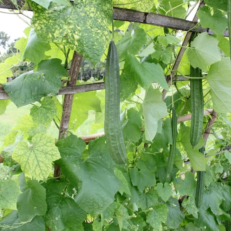 Ridge Luffa Live Plant - 4-8 Inch Tall Gourd Loofah Seedling in 4 Inch Pot for Outdoor Garden - Image 1