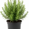 Rosemary Live Plant - 4" Pot Perennial Herb for Indoor & Outdoor Garden - Image 1