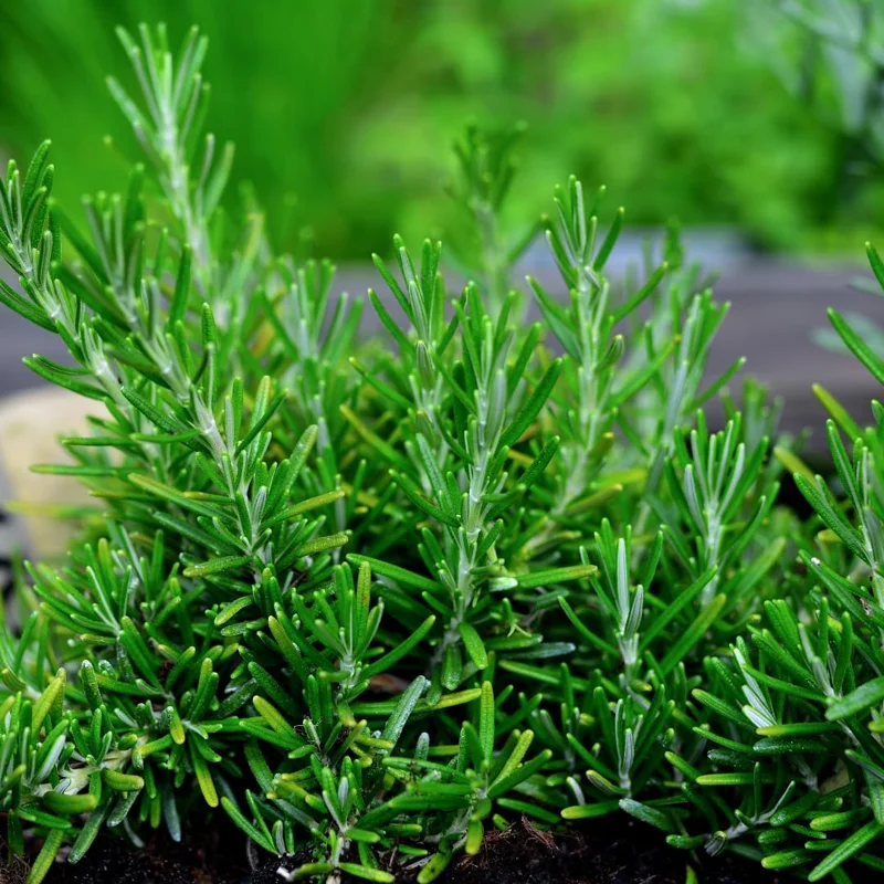 Rosemary Live Plant – Perennial Herb – 4 Inch Pot – Indoor/Outdoor - Image 2