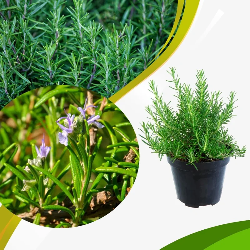 Rosemary Live Plant – Perennial Herb – 4 Inch Pot – Indoor/Outdoor - Image 1