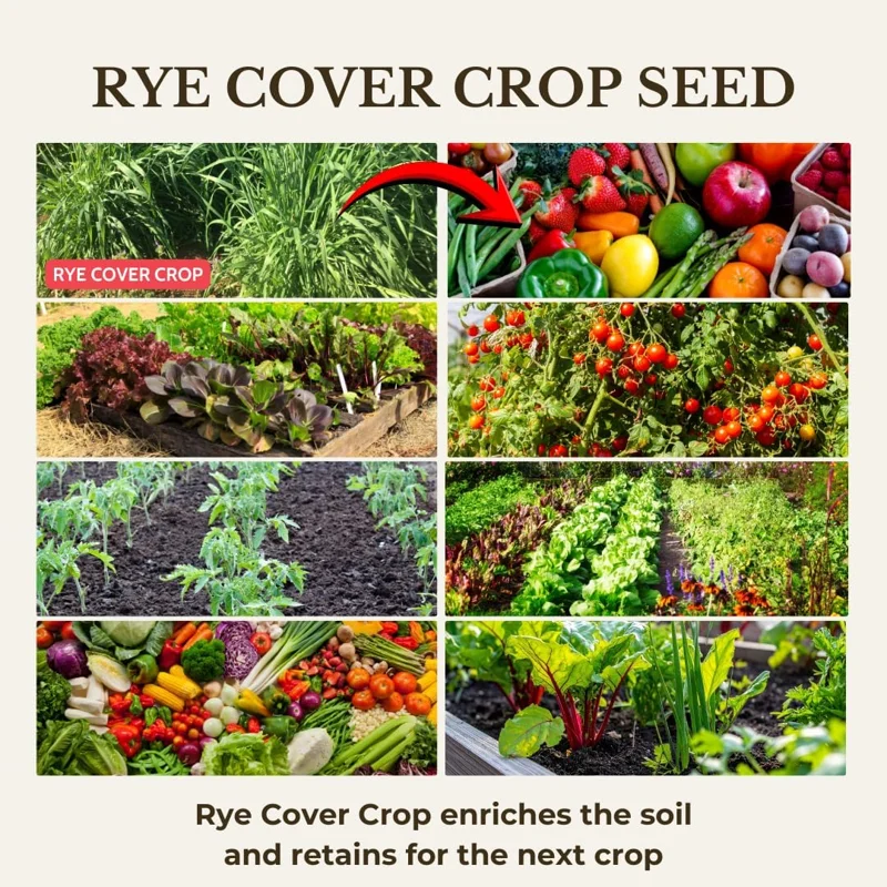 Rye Cover Crop Seeds 5 lb Bag - Fast Growing Annual Grass for Soil Improvement - Image 5
