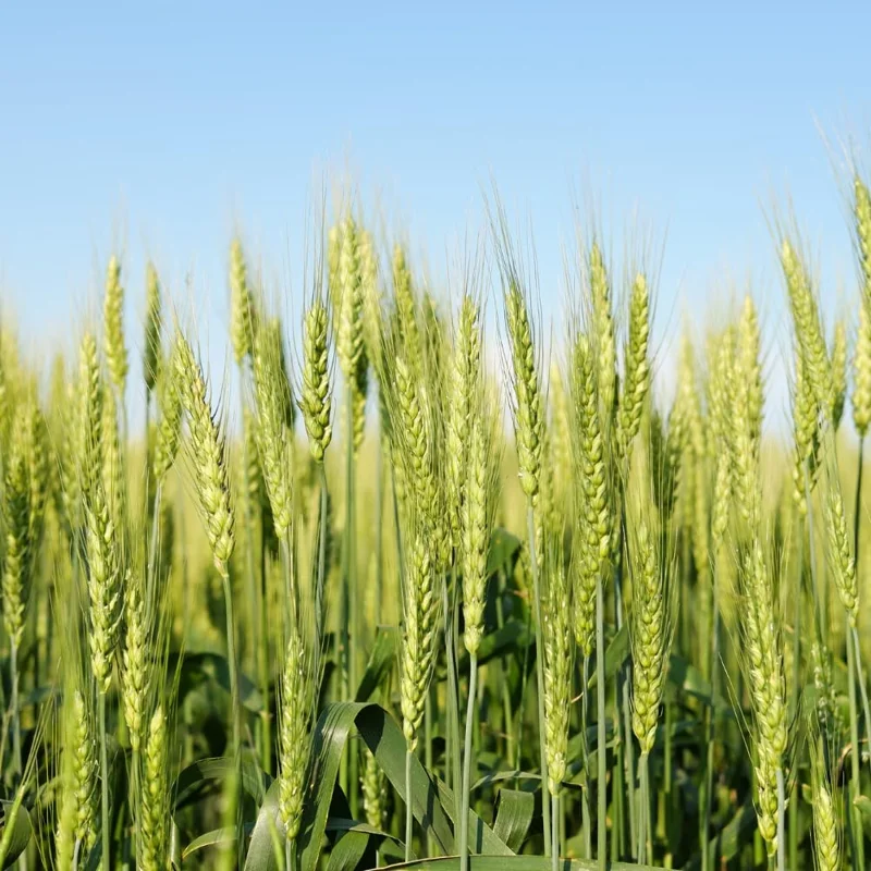 Rye Cover Crop Seeds 5 lb Bag - Fast Growing Annual Grass for Soil Improvement - Image 6