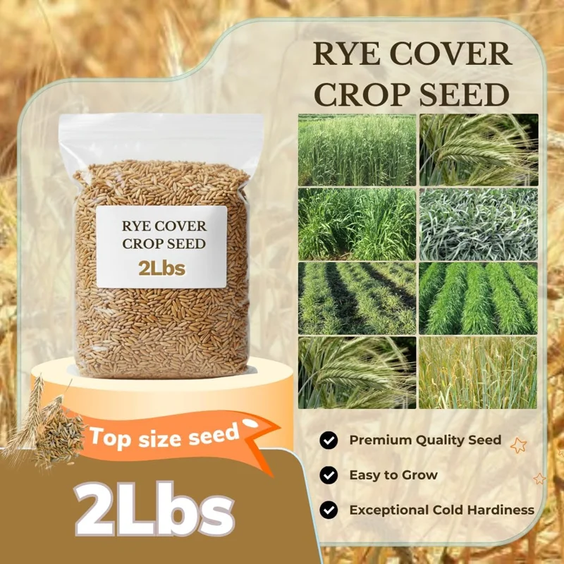 Rye Grass Seeds 2 lb Bag - Quick Growing Cover Crop for Lawns & Gardens - Image 2