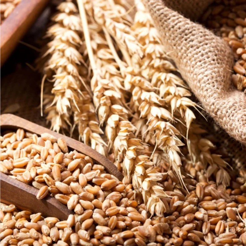 Rye Grass Seeds 2 lb Bag - Quick Growing Cover Crop for Lawns & Gardens - Image 4