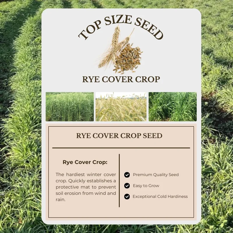 Rye Grass Seeds 2 lb Bag - Quick Growing Cover Crop for Lawns & Gardens - Image 5