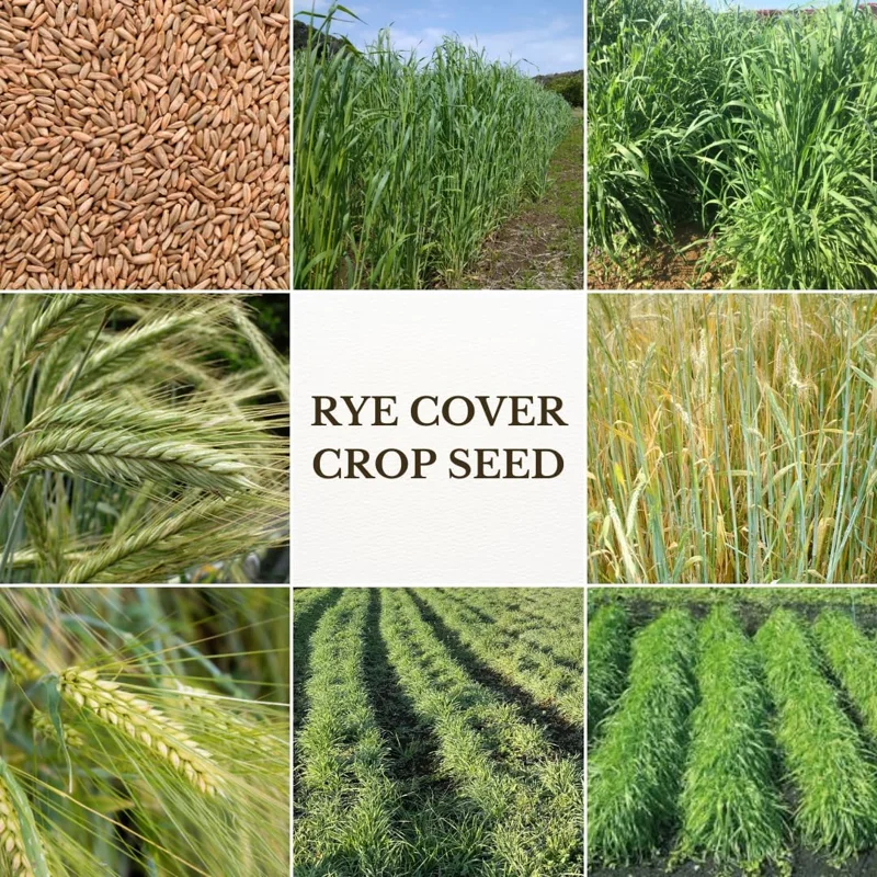 Rye Grass Seeds 2 lb Bag - Quick Growing Cover Crop for Lawns & Gardens - Image 7