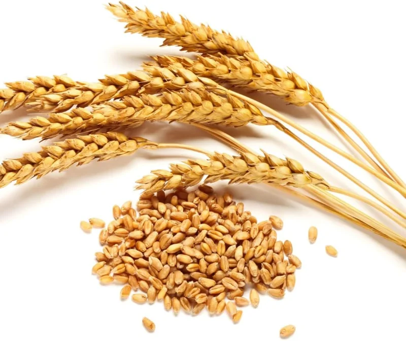 Rye Grass Seeds 2 lb Bag - Quick Growing Cover Crop for Lawns & Gardens - Image 1