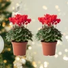 Set of 2 Cyclamen Live Plants - 4 Inch Pot - Vibrant Blooming Houseplant - Image 1
