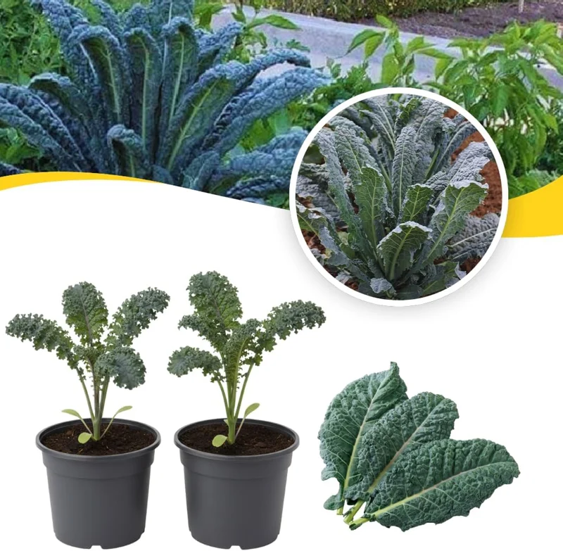 Set of 2 Dwarf Blue Kale Live Plants, 3-6in Tall, 4in Pots, Outdoor Vegetable - Image 2