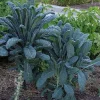 Set of 2 Dwarf Blue Kale Live Plants, 3-6in Tall, 4in Pots, Outdoor Vegetable - Image 1
