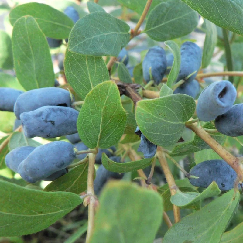 Set of 2 Haskap Honeyberry Live Plants, 4-6 inch Tall, Outdoor Berry Bush, Cold Hardy - Image 2