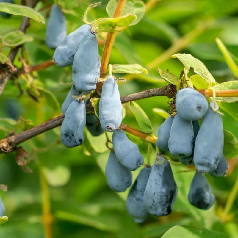 Set of 2 Haskap Honeyberry Live Plants, 4-6 inch Tall, Outdoor Berry Bush, Cold Hardy - Image 1