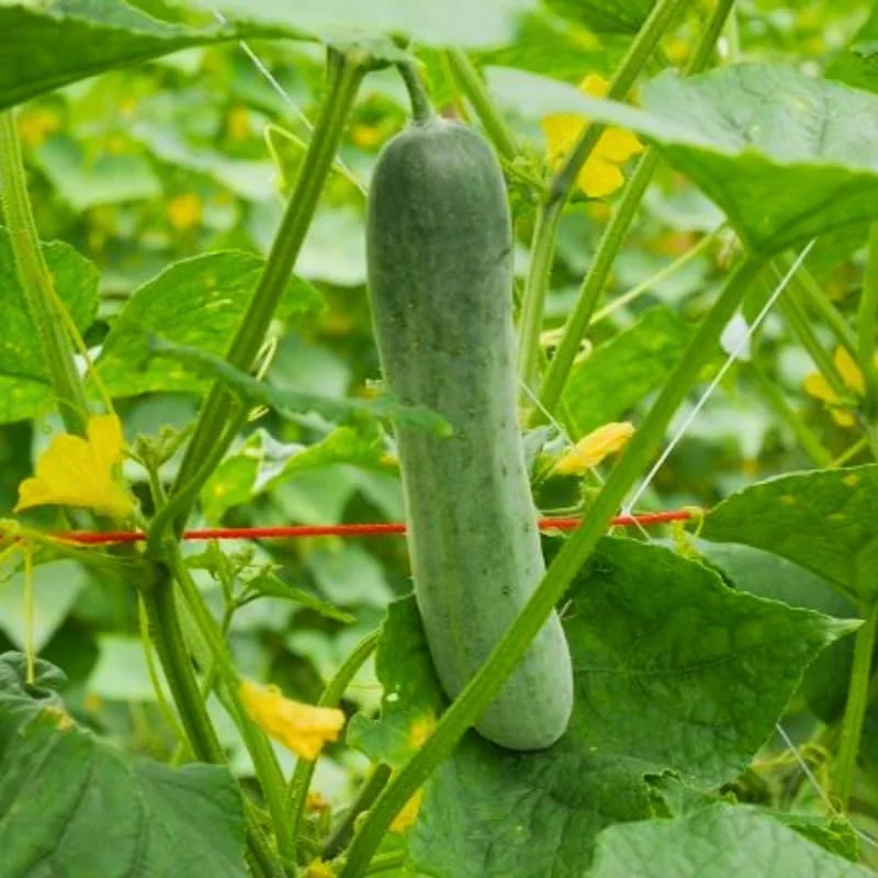 Set of 2 Live Cucumber Plants for Planting, 4-Inch Pot, Outdoor Vegetable - Image 2