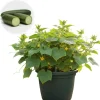 Set of 2 Live Cucumber Plants for Planting, 4-Inch Pot, Outdoor Vegetable - Image 1