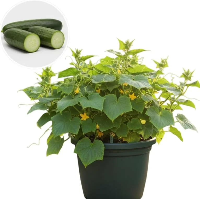 Set of 2 Live Cucumber Plants for Planting, 4-Inch Pot, Outdoor Vegetable - Image 1
