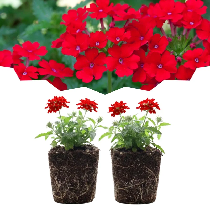 Set of 2 Verbena Live Plants - Light Purple Perennial Flowers, Hardy, 2-3 inch pots, Outdoor - Image 1