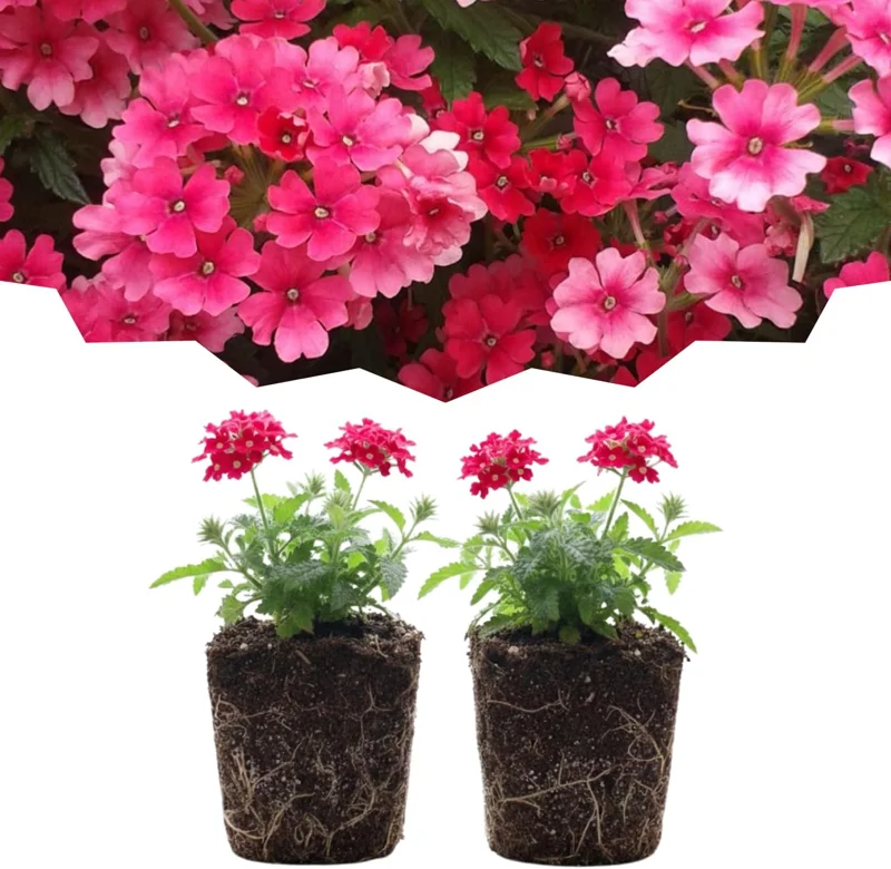 Set of 2 Verbena Live Plants - Light Purple Perennial Flowers, Hardy, 2-3 inch pots, Outdoor - Image 2