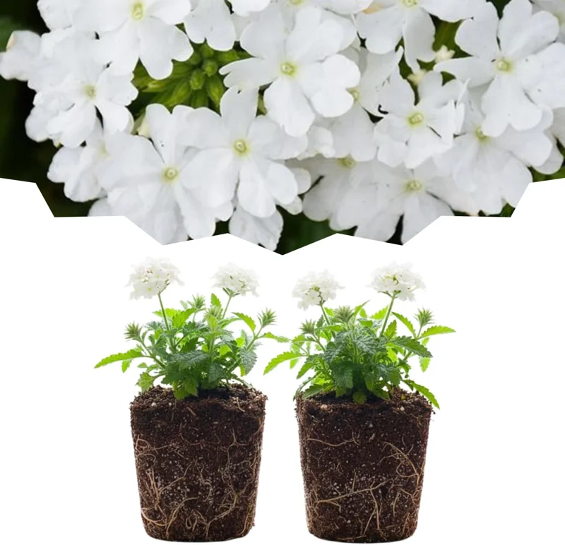 Set of 2 Verbena Live Plants - Light Purple Perennial Flowers, Hardy, 2-3 inch pots, Outdoor - Image 3