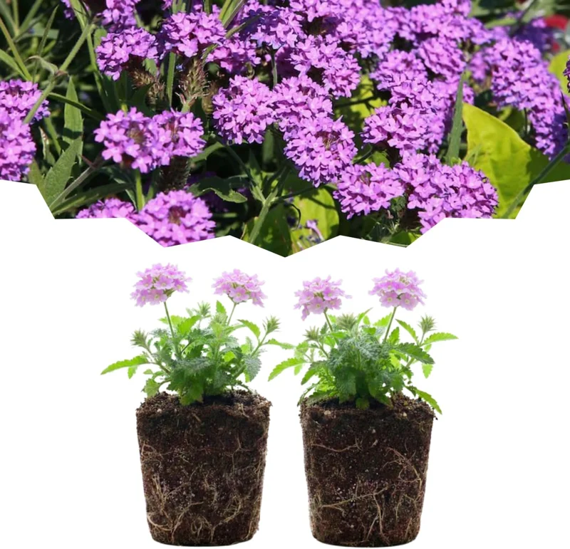 Set of 2 Verbena Live Plants - Light Purple Perennial Flowers, Hardy, 2-3 inch pots, Outdoor - Image 5