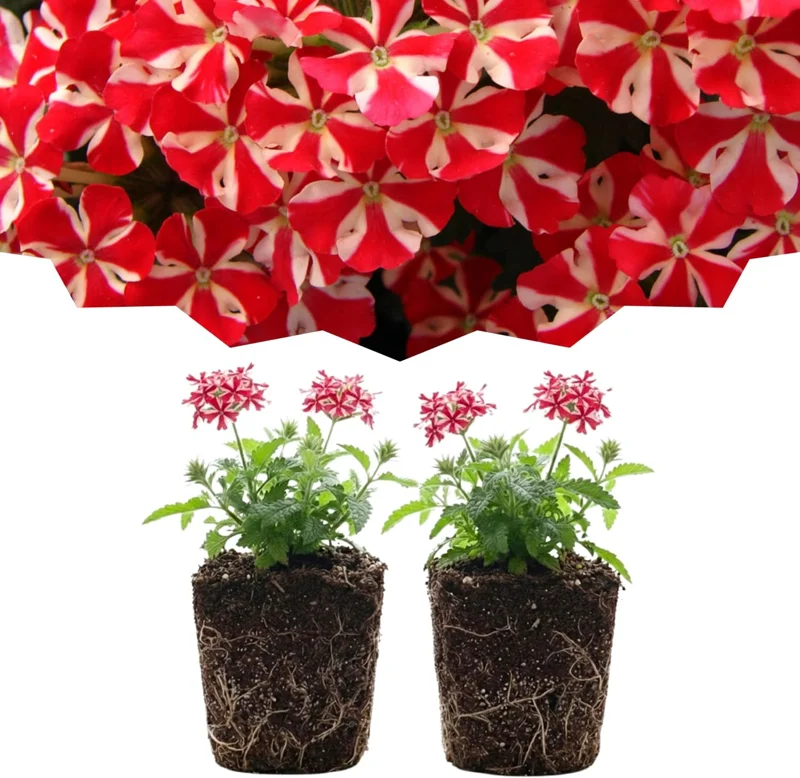 Set of 2 Verbena Live Plants - Light Purple Perennial Flowers, Hardy, 2-3 inch pots, Outdoor - Image 6