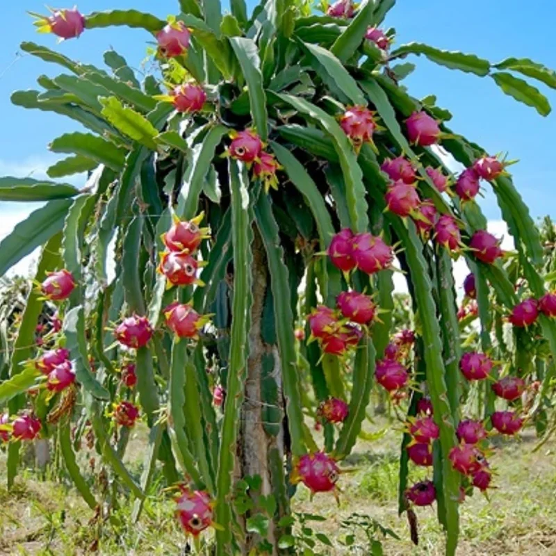 Set of 3 White Dragon Fruit Cuttings Live Plants, 10-12 Inches Tall, No Roots, Outdoor Tropical - Image 1