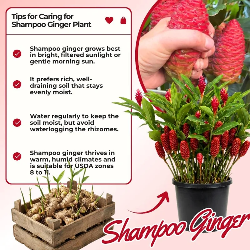 Set of 5 Shampoo Ginger Roots (Zingiber Zerumbet) Rhizomes - Cold Hardy Outdoor Plant - Image 2