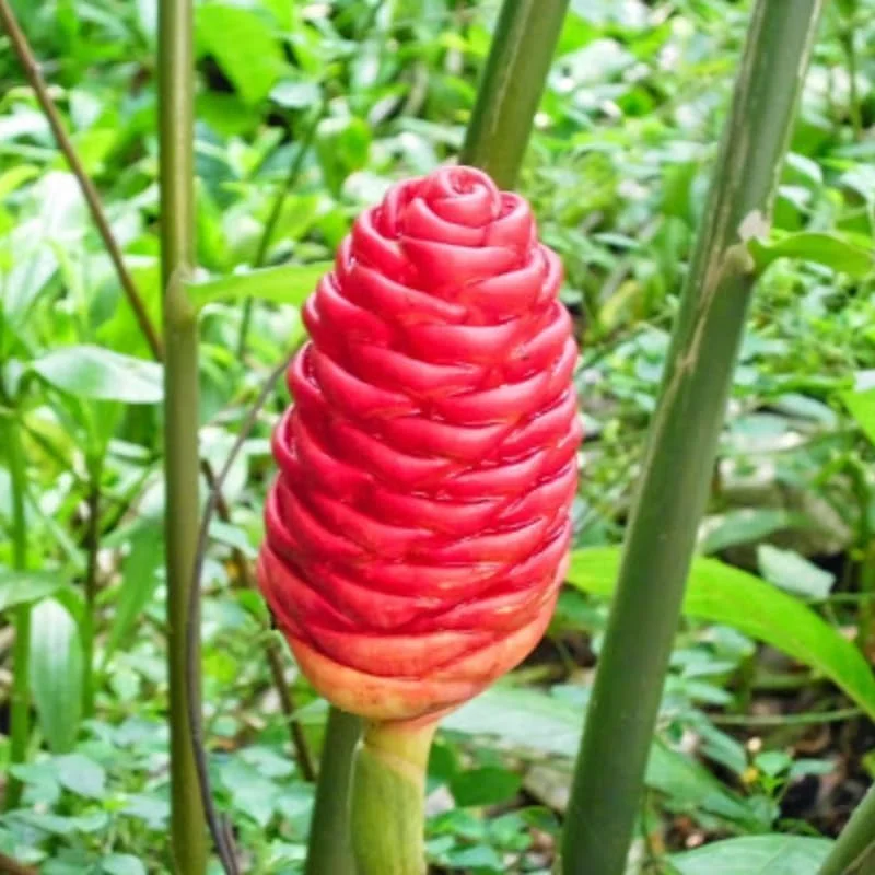 Set of 5 Shampoo Ginger Roots (Zingiber Zerumbet) Rhizomes - Cold Hardy Outdoor Plant - Image 6