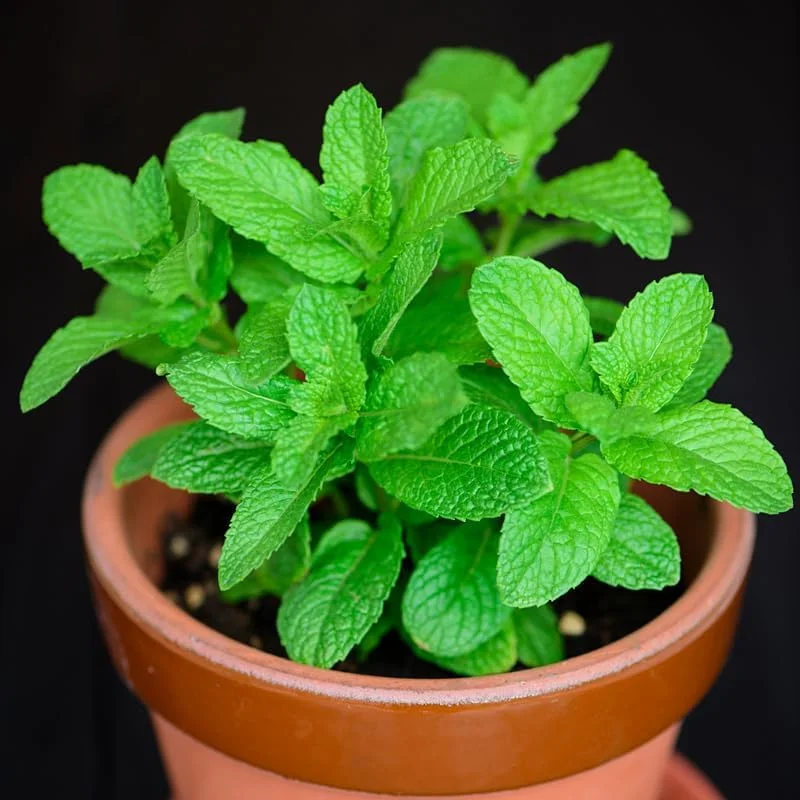 Spearmint Live Plant – 3-6 Inch Tall Herb for Indoor & Outdoor Gardens - Image 1