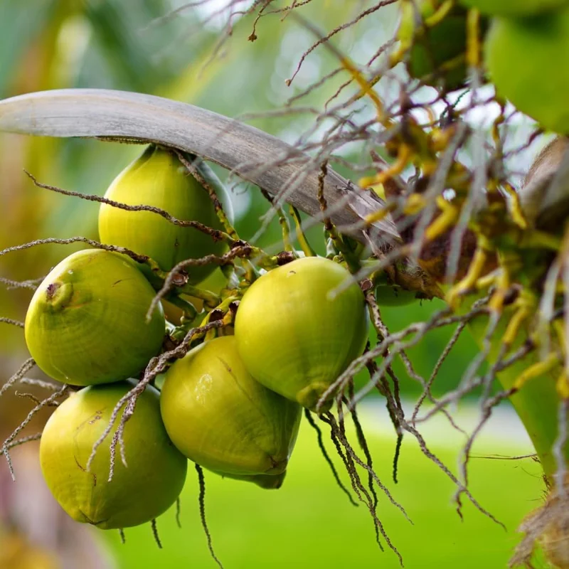 Sprouted Green Coconut Live Plant Tree - 6 to 8 Inches Long - Tropical Outdoor - Image 2