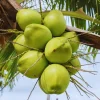 Sprouted Green Coconut Live Plant Tree - 6 to 8 Inches Long - Tropical Outdoor - Image 1